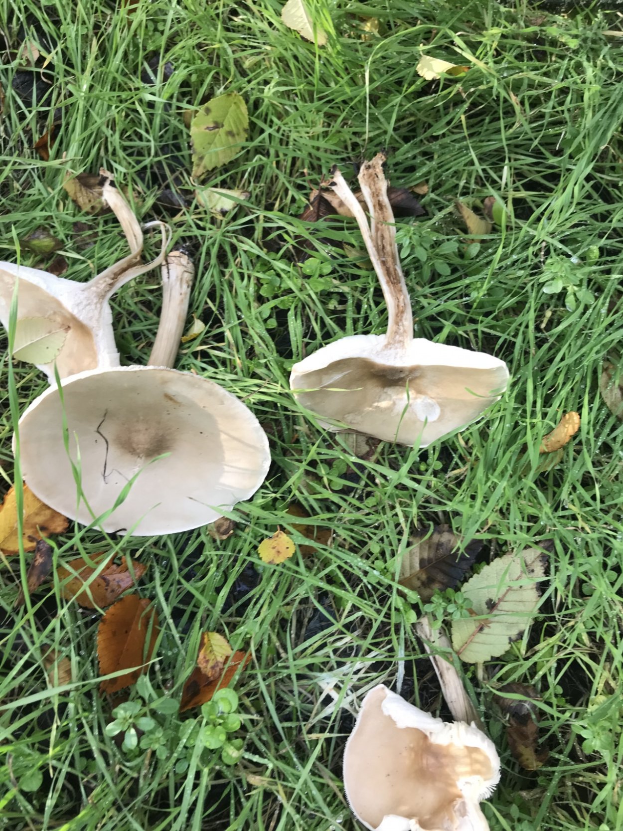 Melanoleuca strictipes