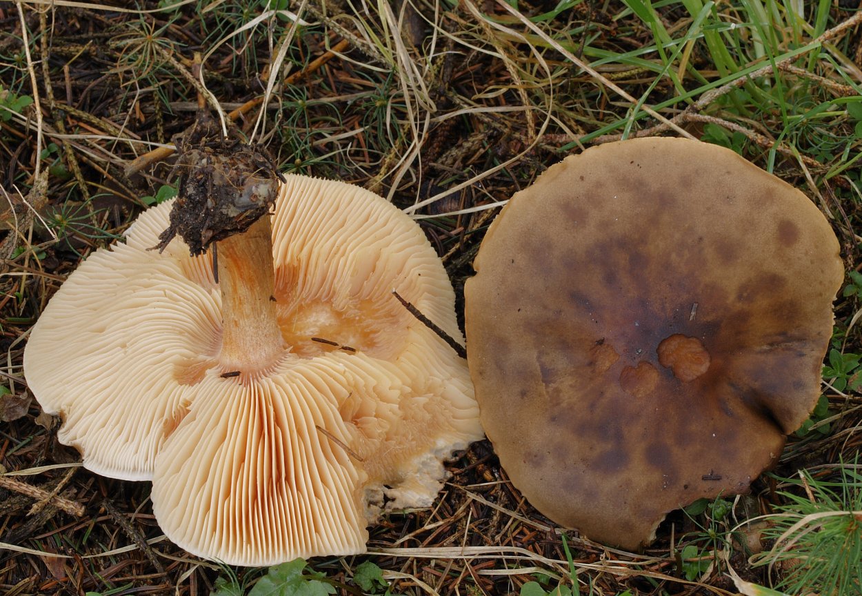 Melanoleuca cognata гриб