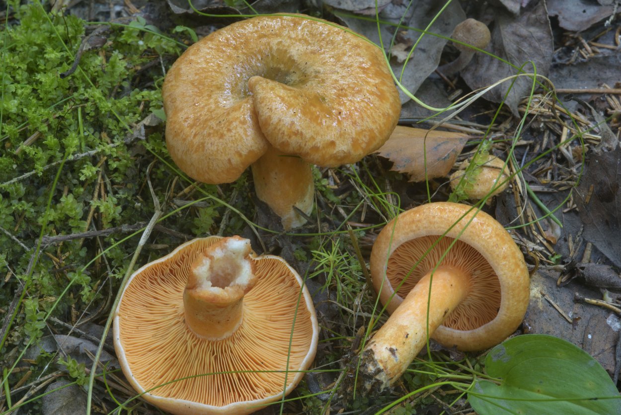 Рыжик Сосновый/Боровой (Lactarius deliciosus);