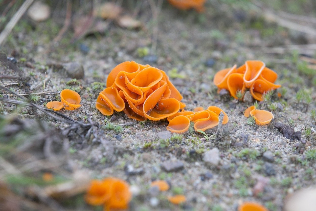 Гриб Omphalotus illudens