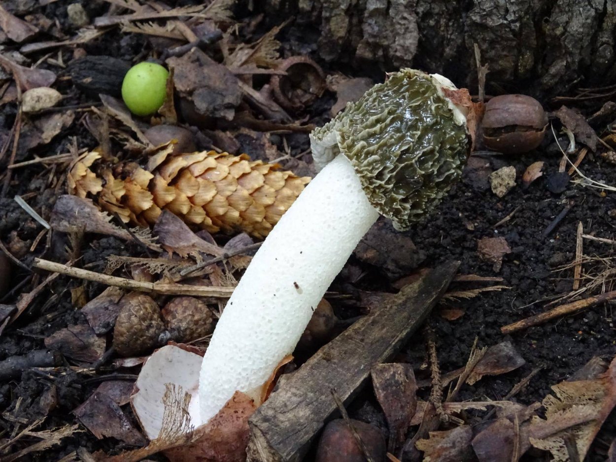 Stinkhorn гриб