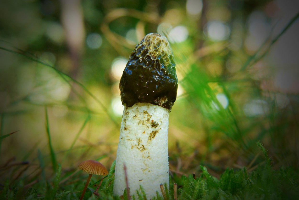 Phallus impudicus Веселка обыкновенная