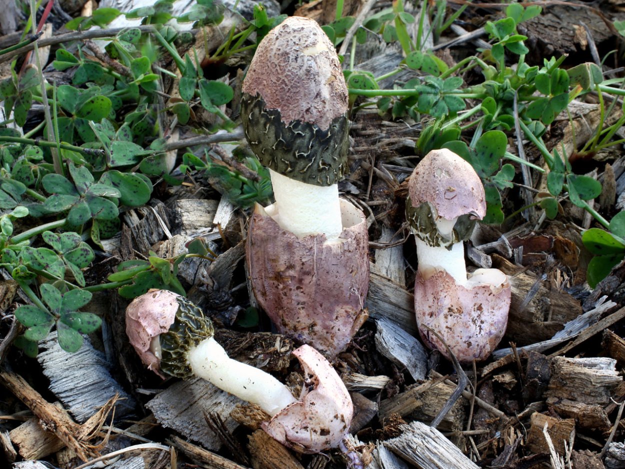 Степной сморчок Morchella steppicola