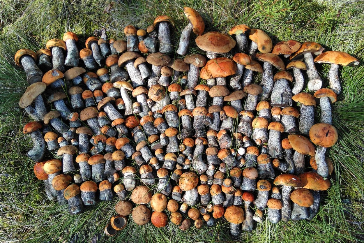 Зловонных грибов (pballales
