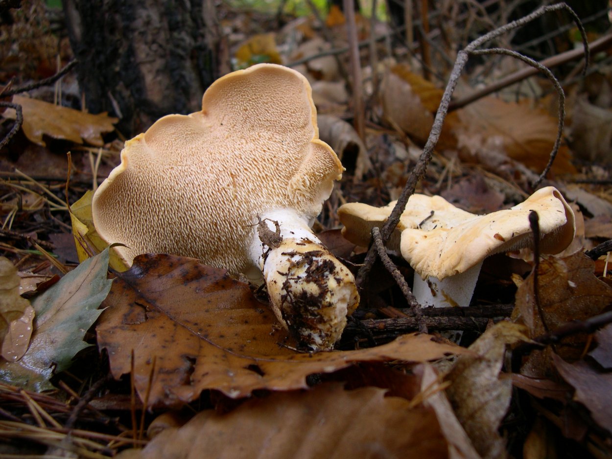 Ежовик жёлтый (Hydnum repandum)