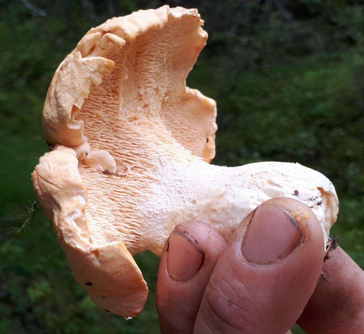 Sarcodon imbricatum