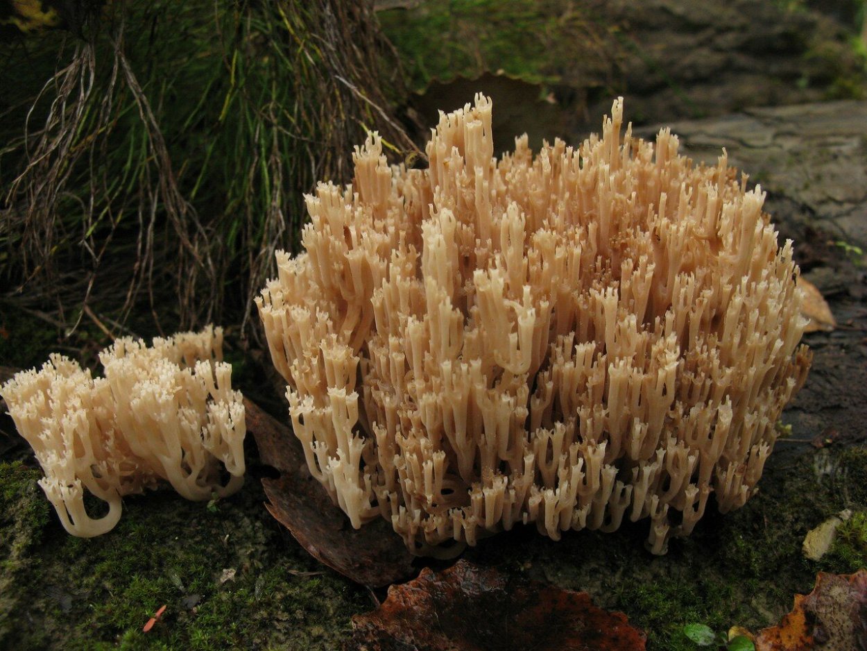 Гриб Клавикорона коробчатая