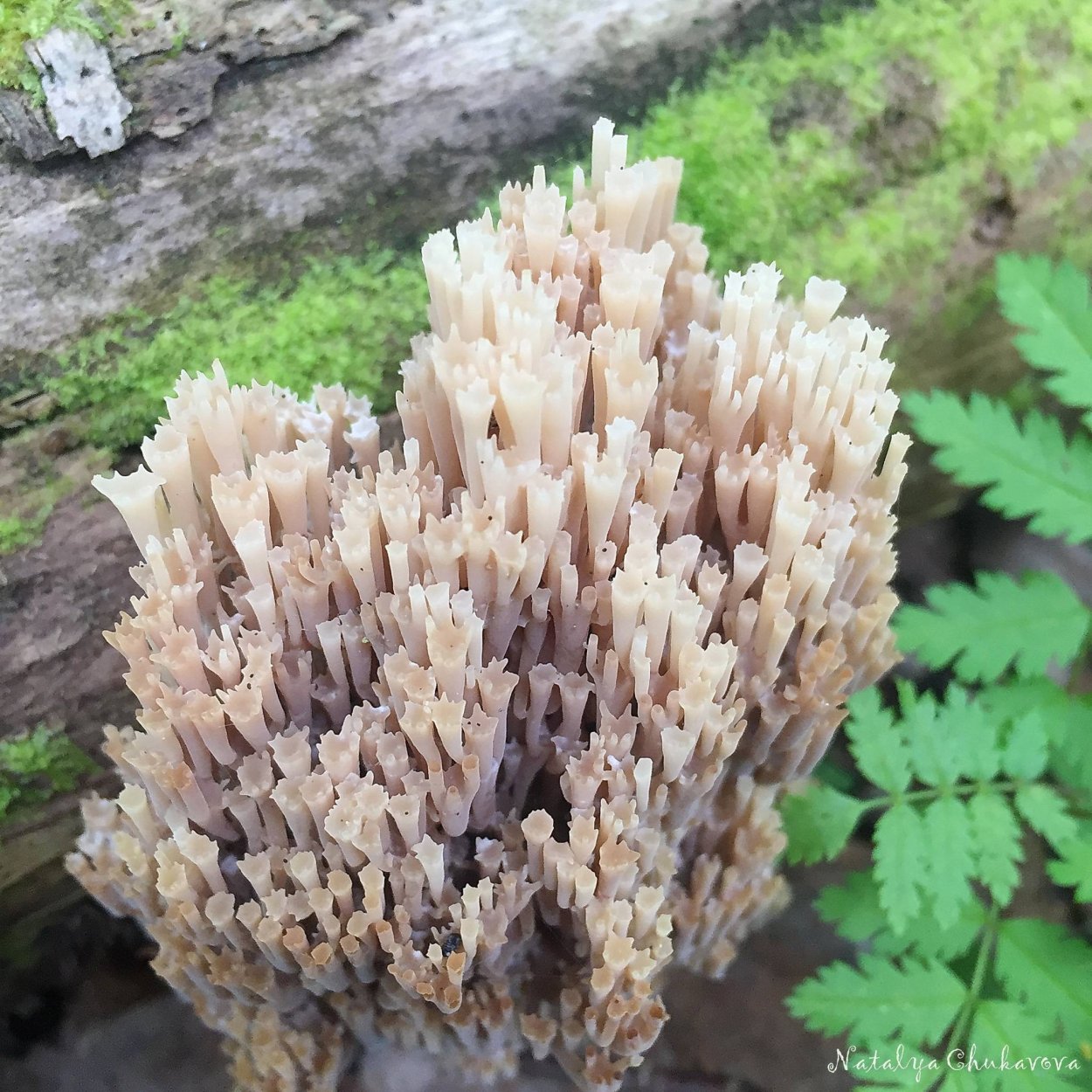 Клавикорона крыночковидная artomyces pyxidatus