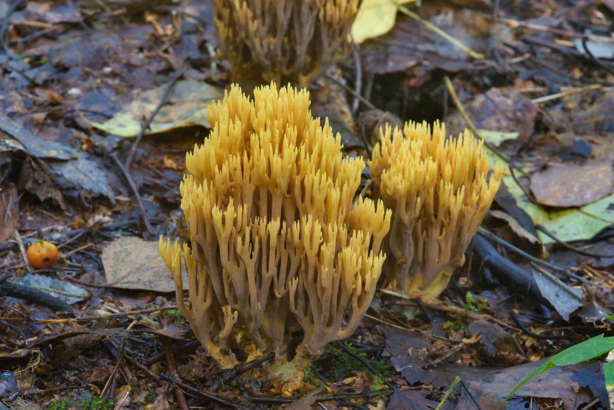 Ramaria rubrievanescens