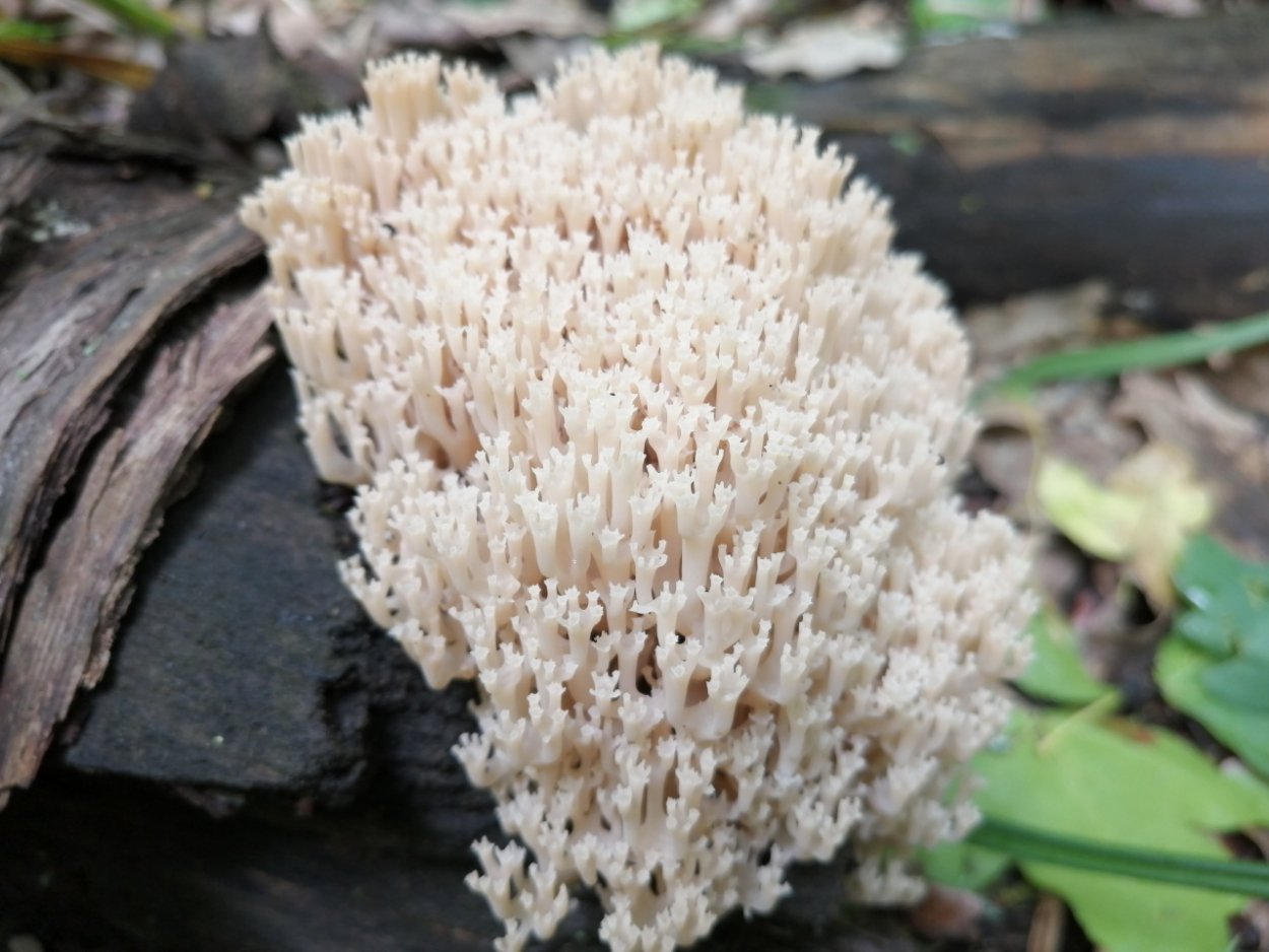 Артомицес крыночковидный