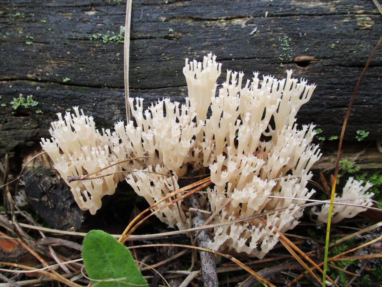 Artomyces pyxidatus