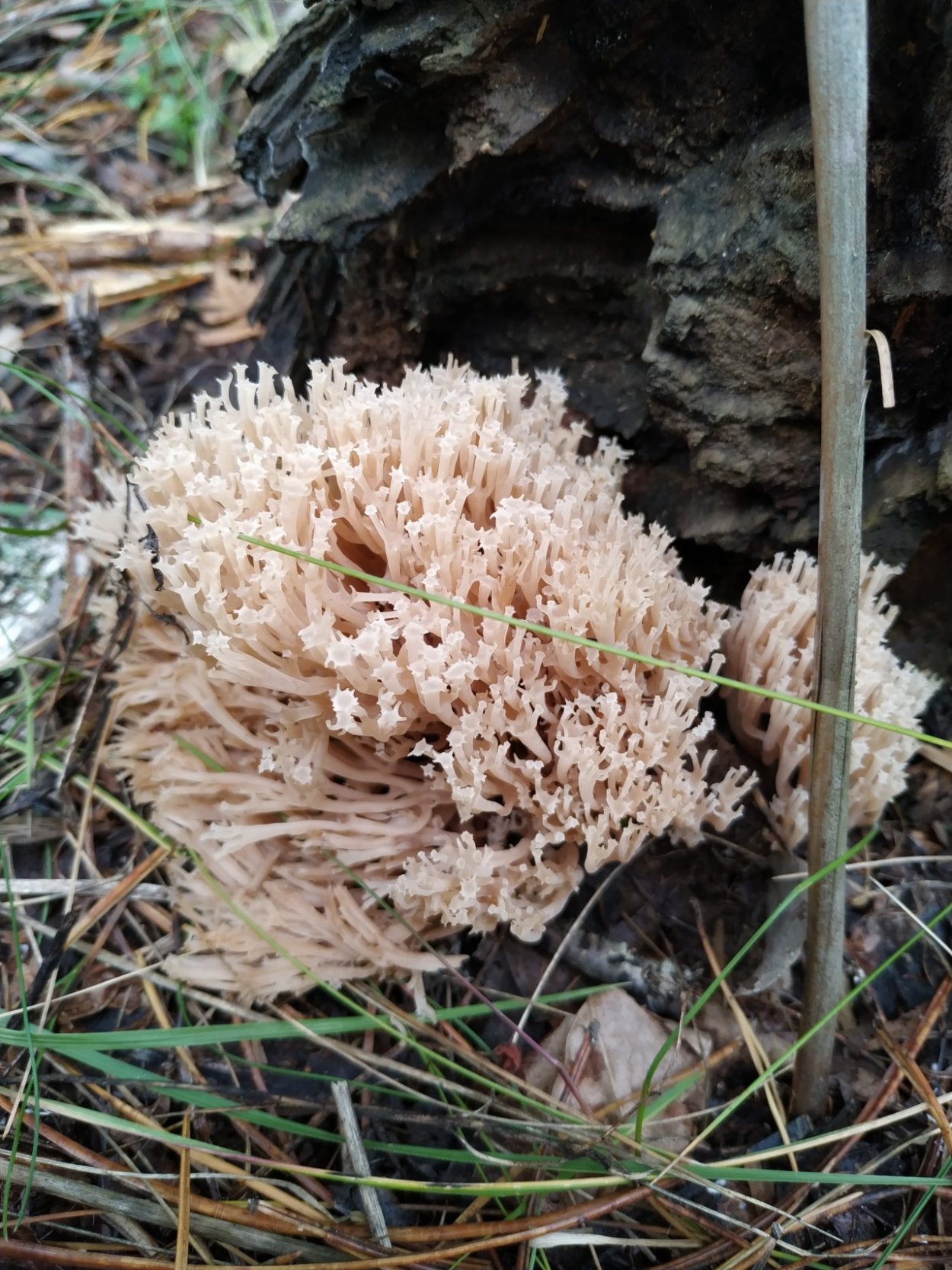 Северные грибы