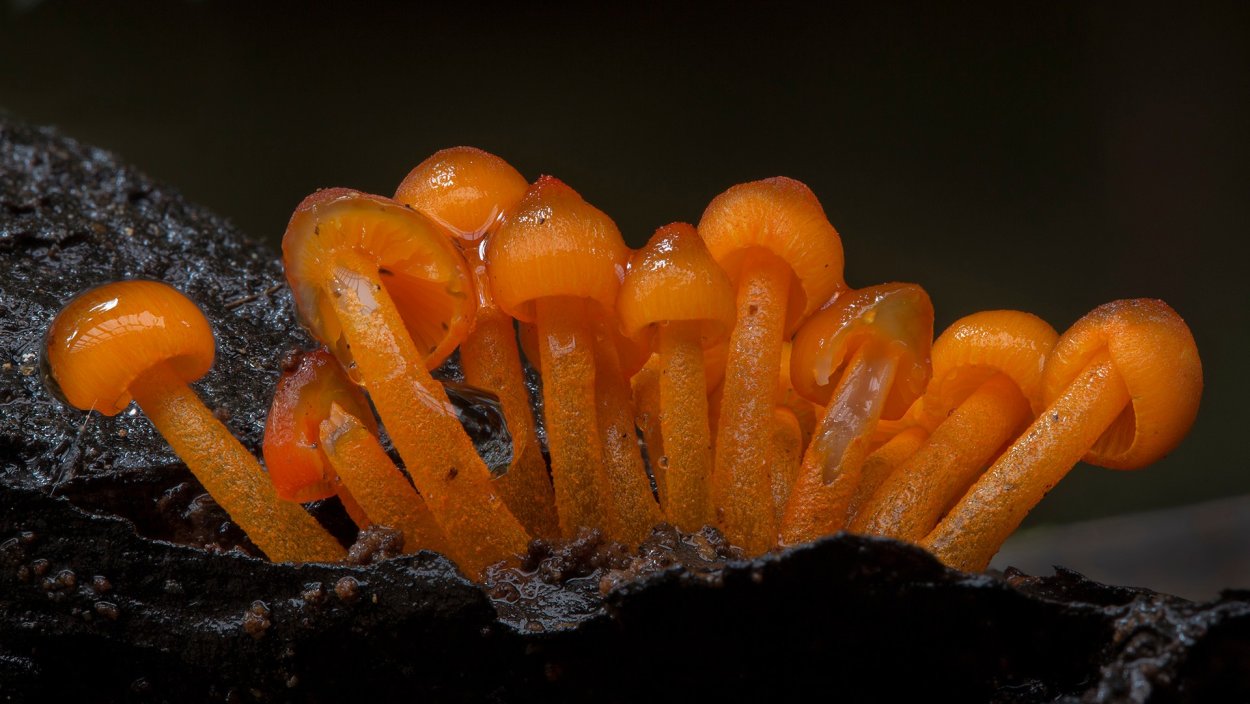 Рыба Рогатик