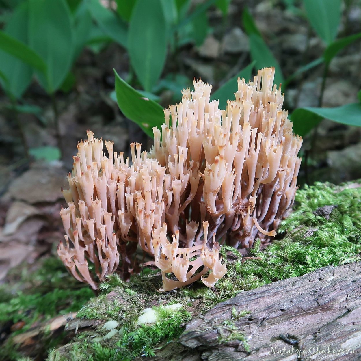 Клавикорона крыночковидная artomyces pyxidatus