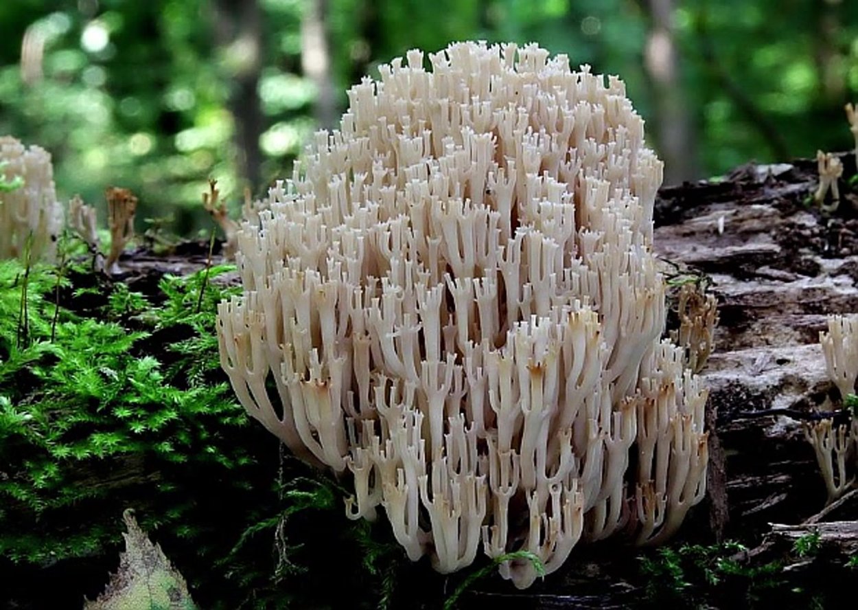 Лекарственные свойства Клавикороны крючковидная