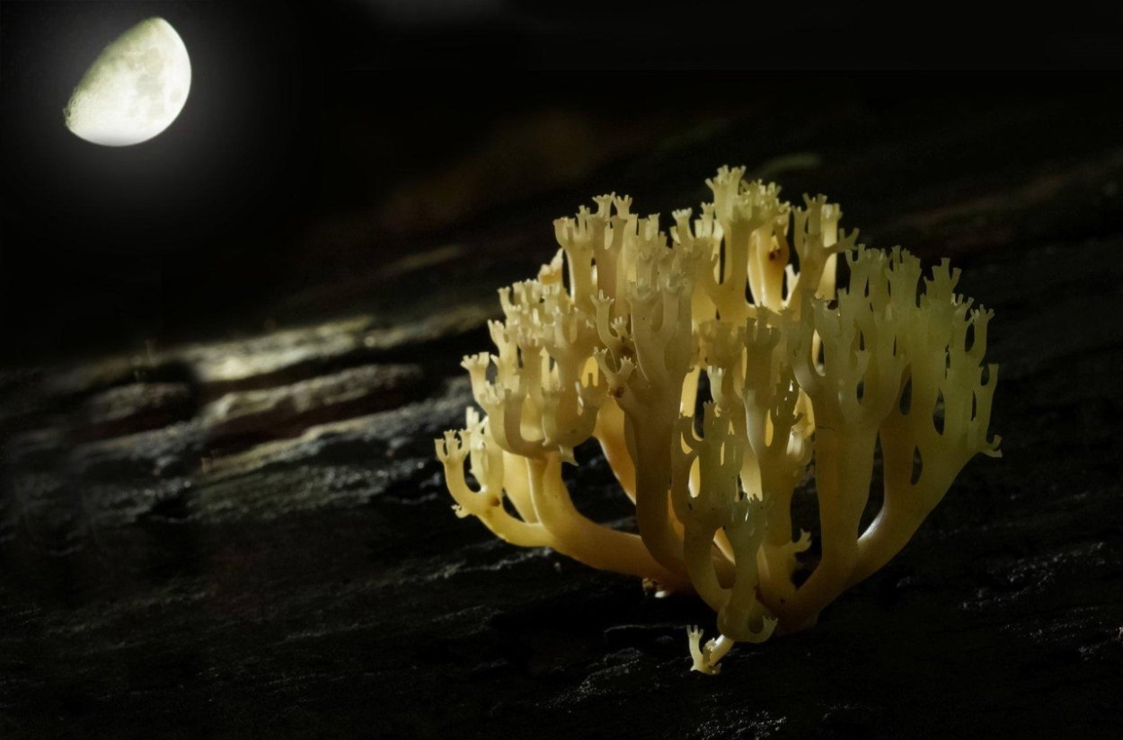 Артомицес гриб крыночковидный