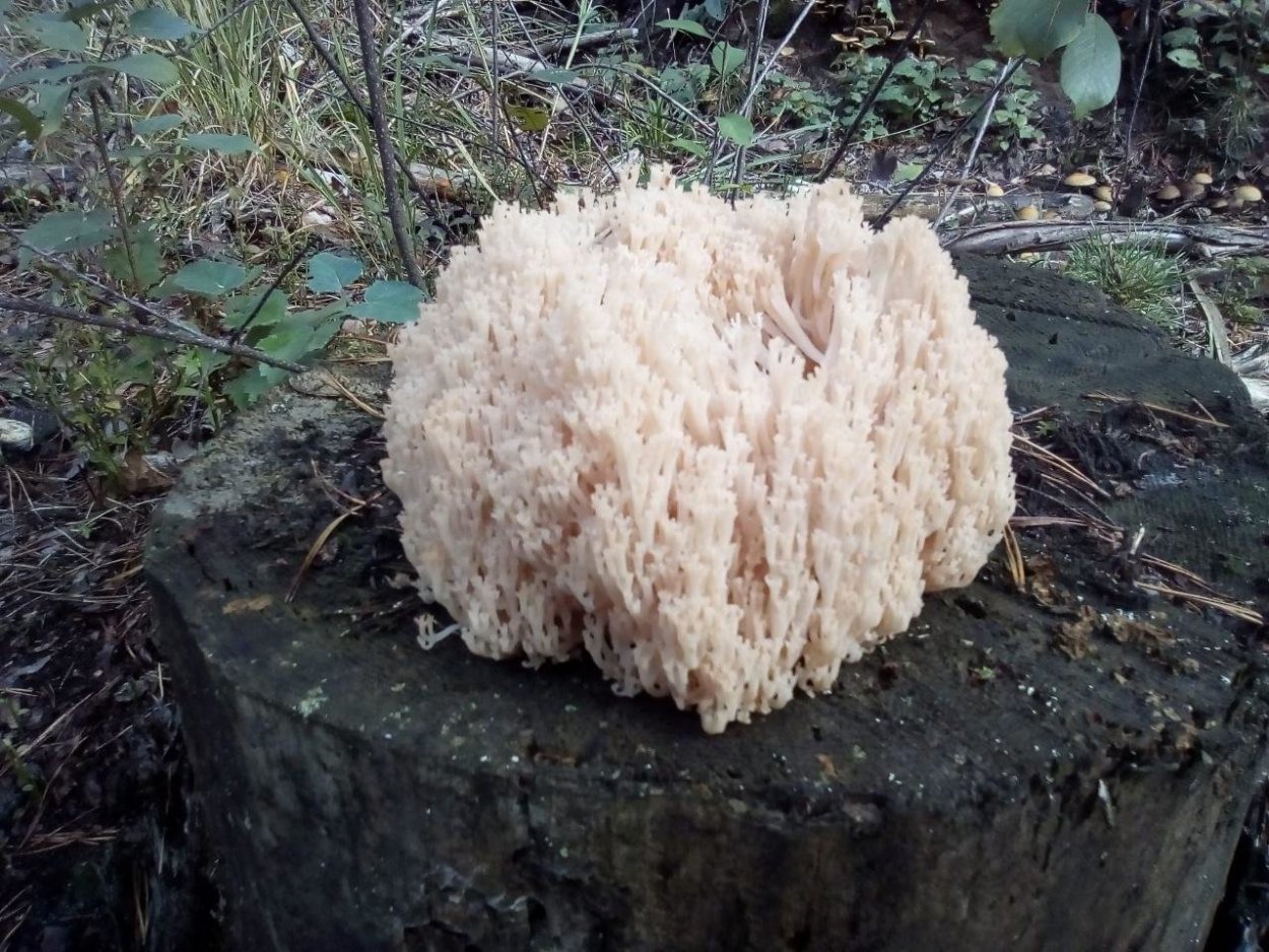 Мушрумс грибы Мэджик машрумс