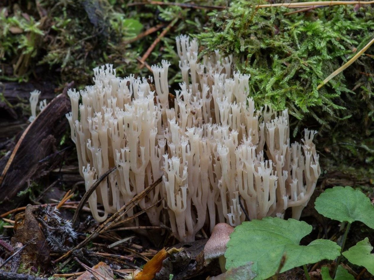 Калоцера роговидная