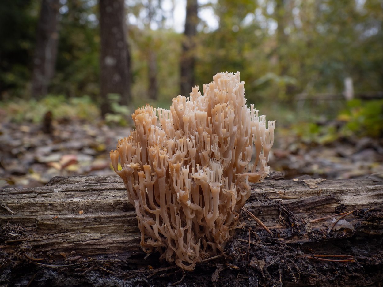 Рогатик прямой (Ramaria stricta).