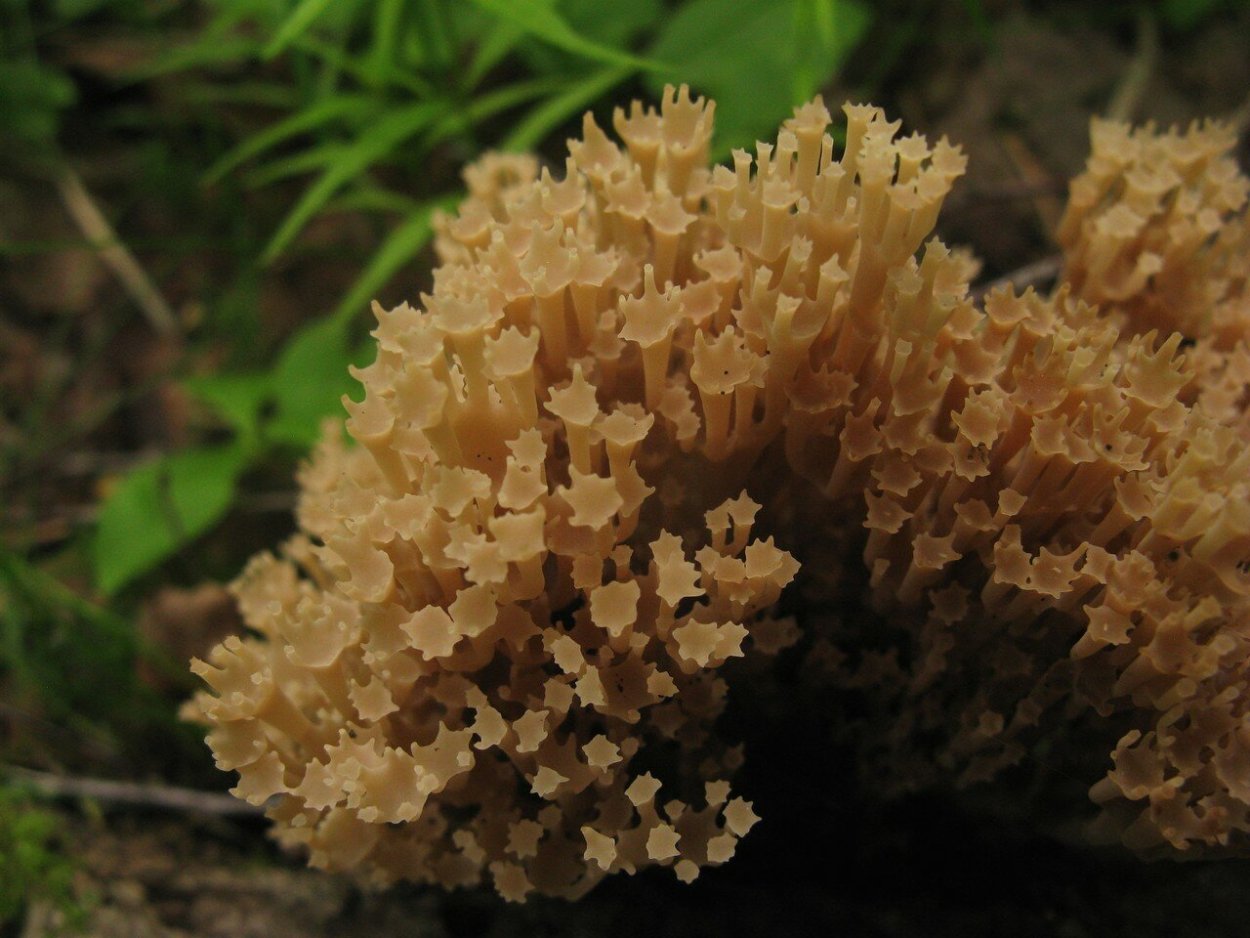 Клавикорона крыночковидная