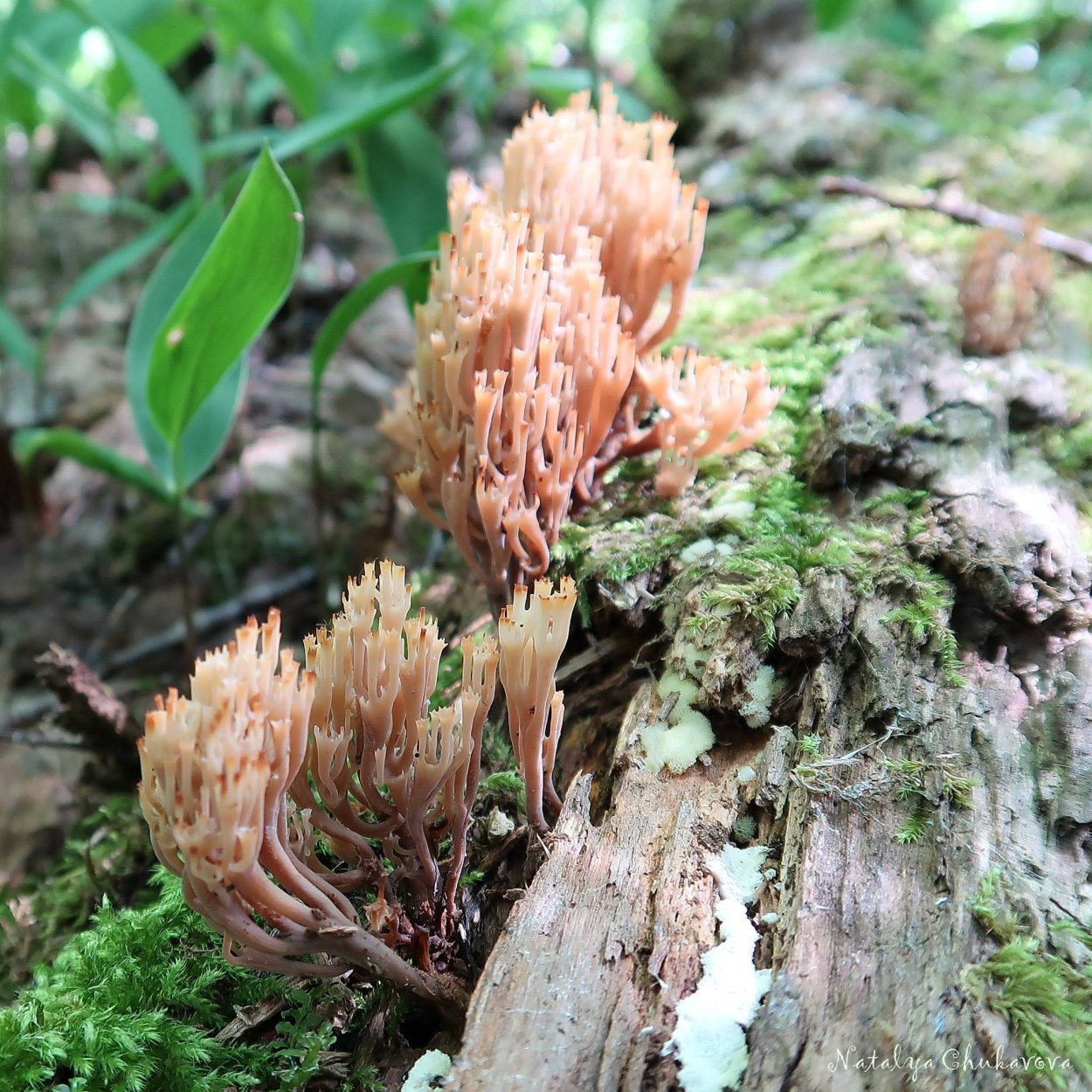 Artomyces pyxidatus рисунок