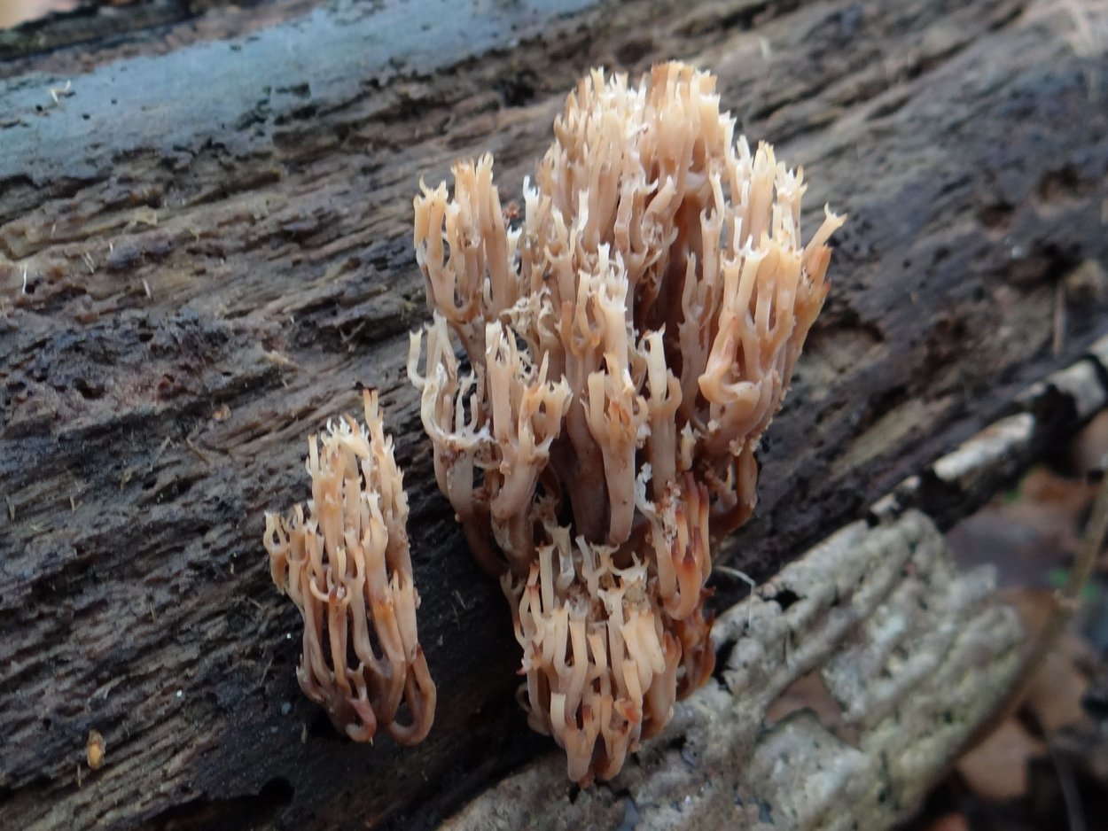 Artomyces pyxidatus