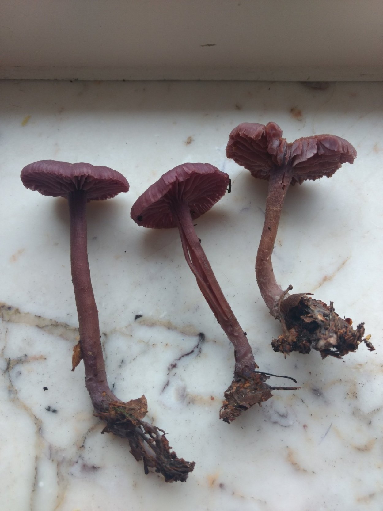 Паутинник пасынковидный