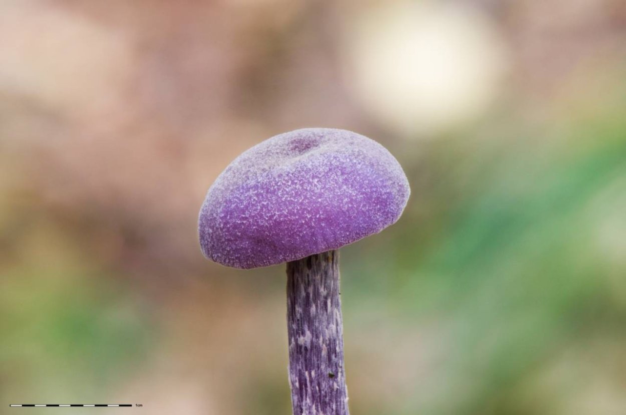 Лаковица Аметистовая Laccaria amethystina