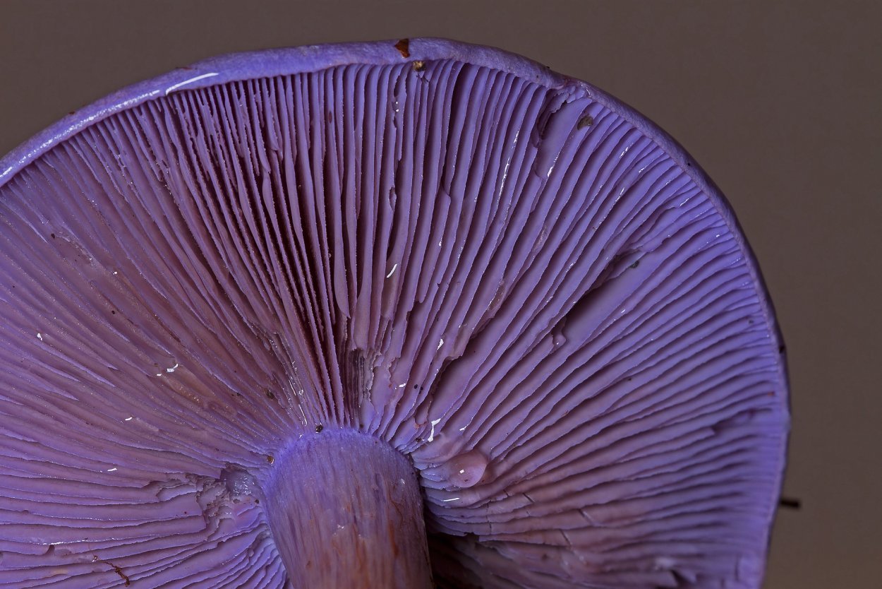 Лаковица Аметистовая Laccaria amethystina