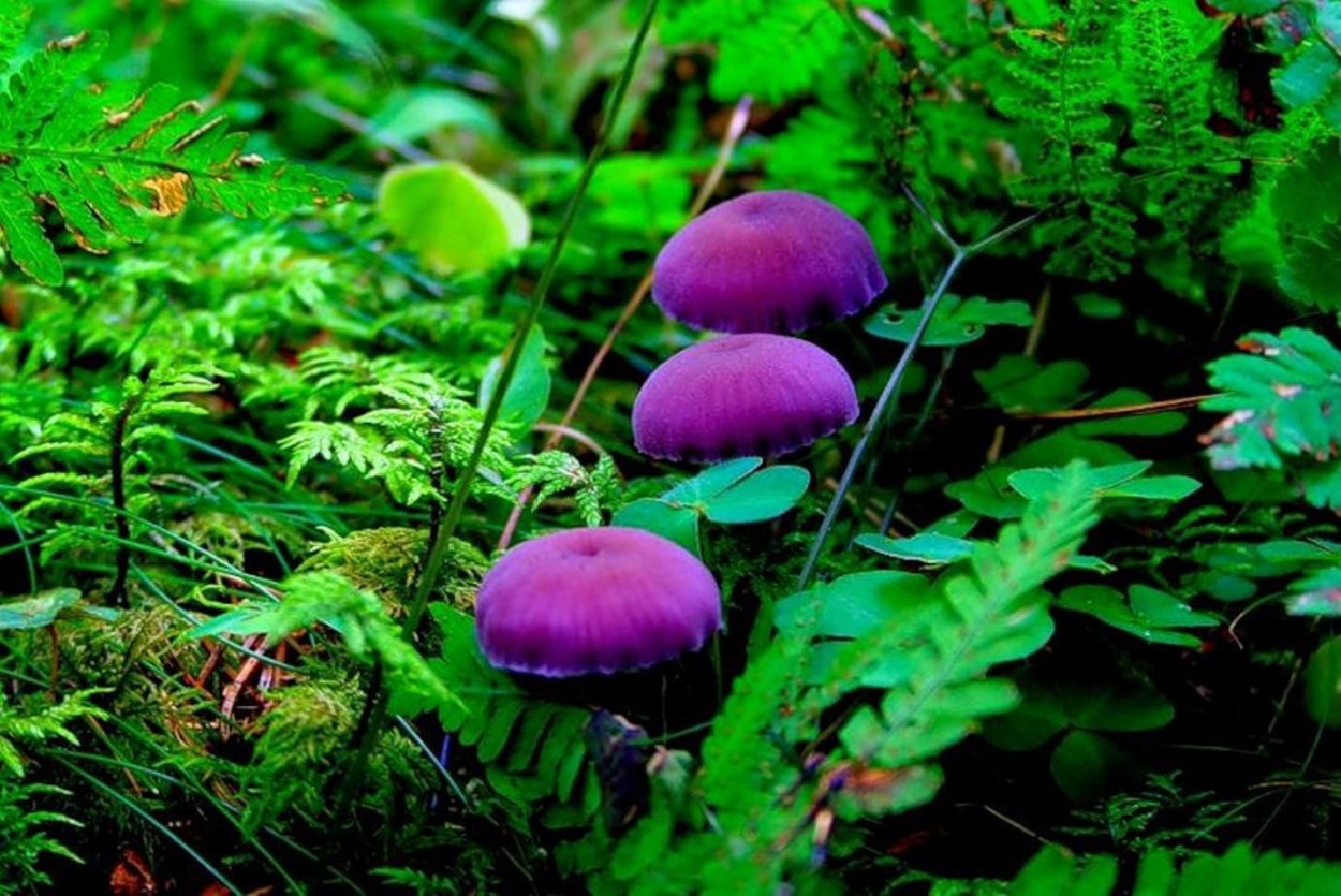 Лаковица Аметистовая / Amethyst Deceiver