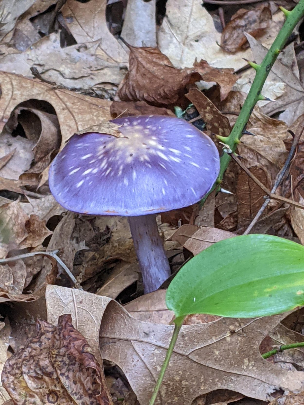 Лаковица Аметистовая / Amethyst Deceiver