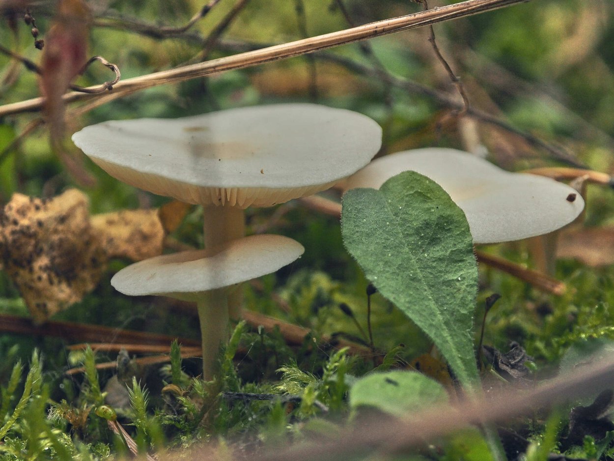 Говорушка булавоногая Ampulloclitocybe clavipes