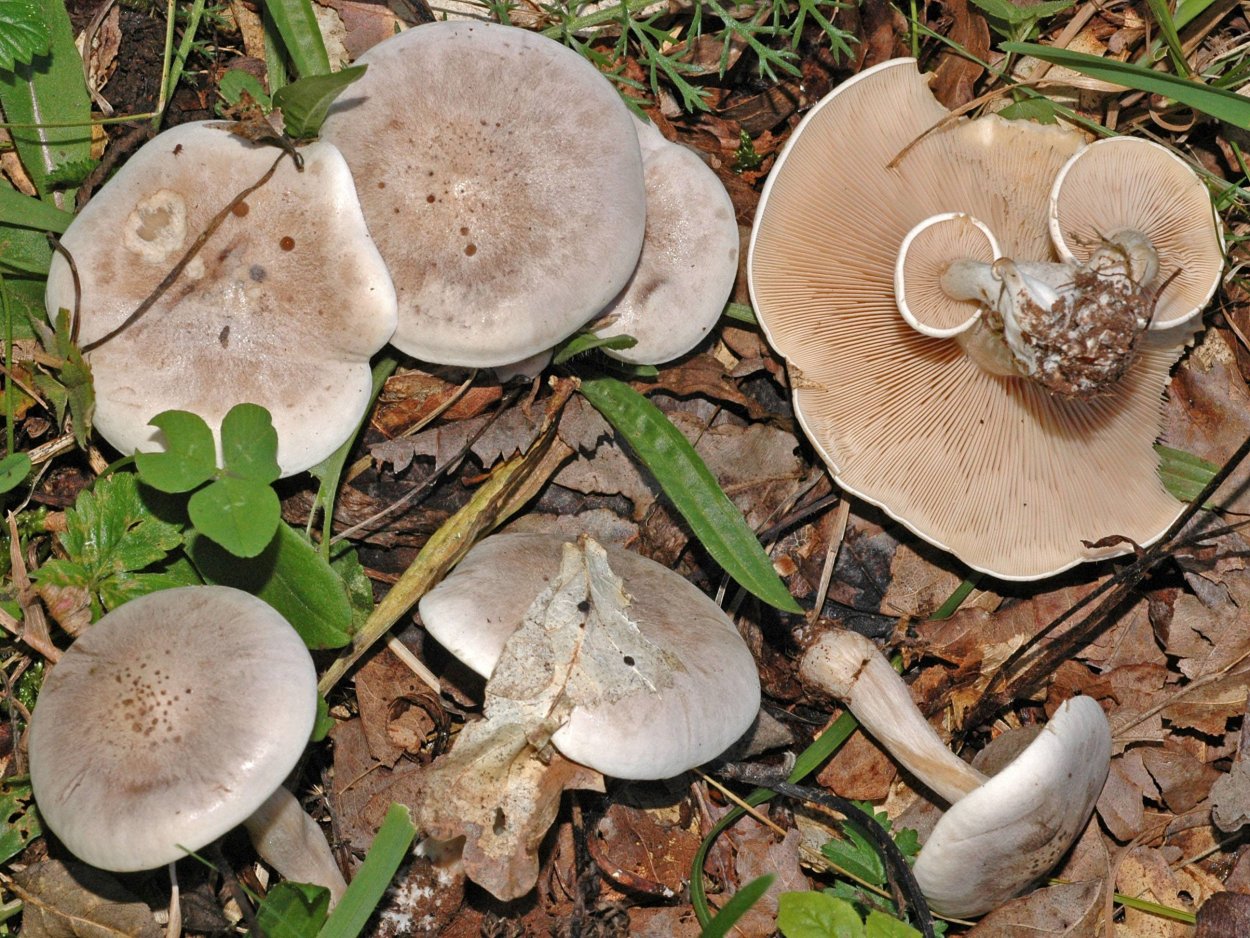Говорушка беловатая (Clitocybe rivulosa)