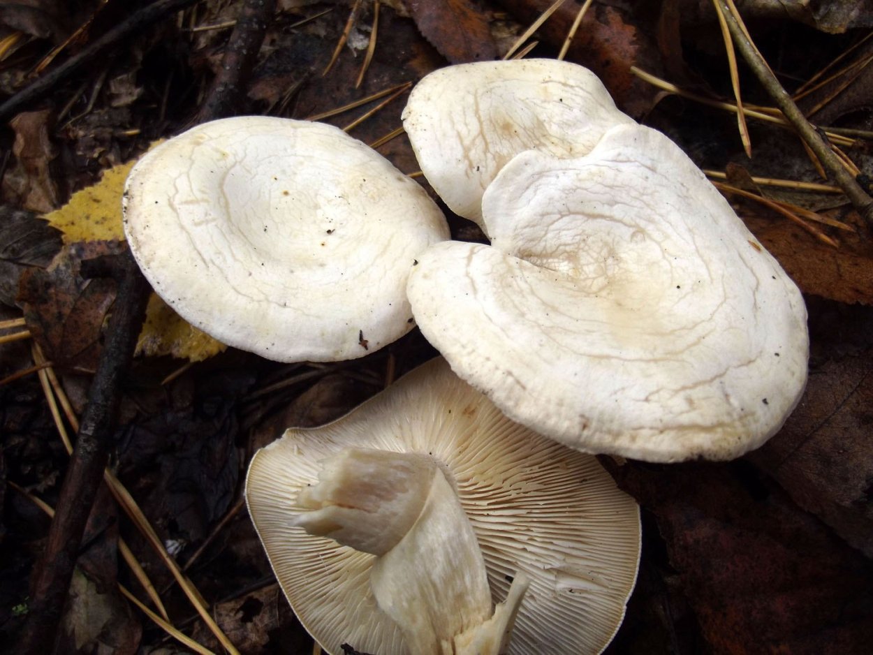 Говорушка беловатая (Clitocybe rivulosa)