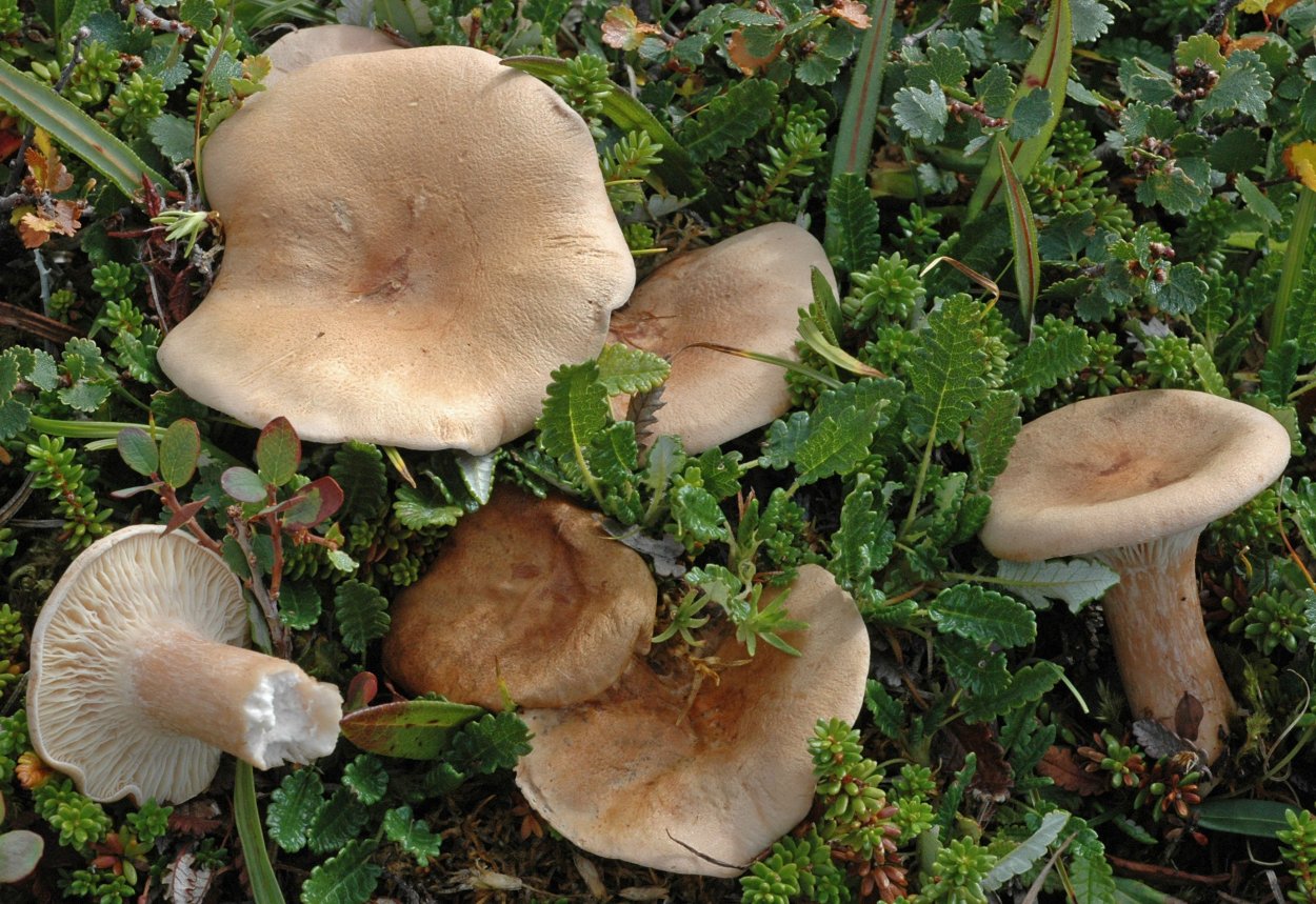 Lepista rickenii