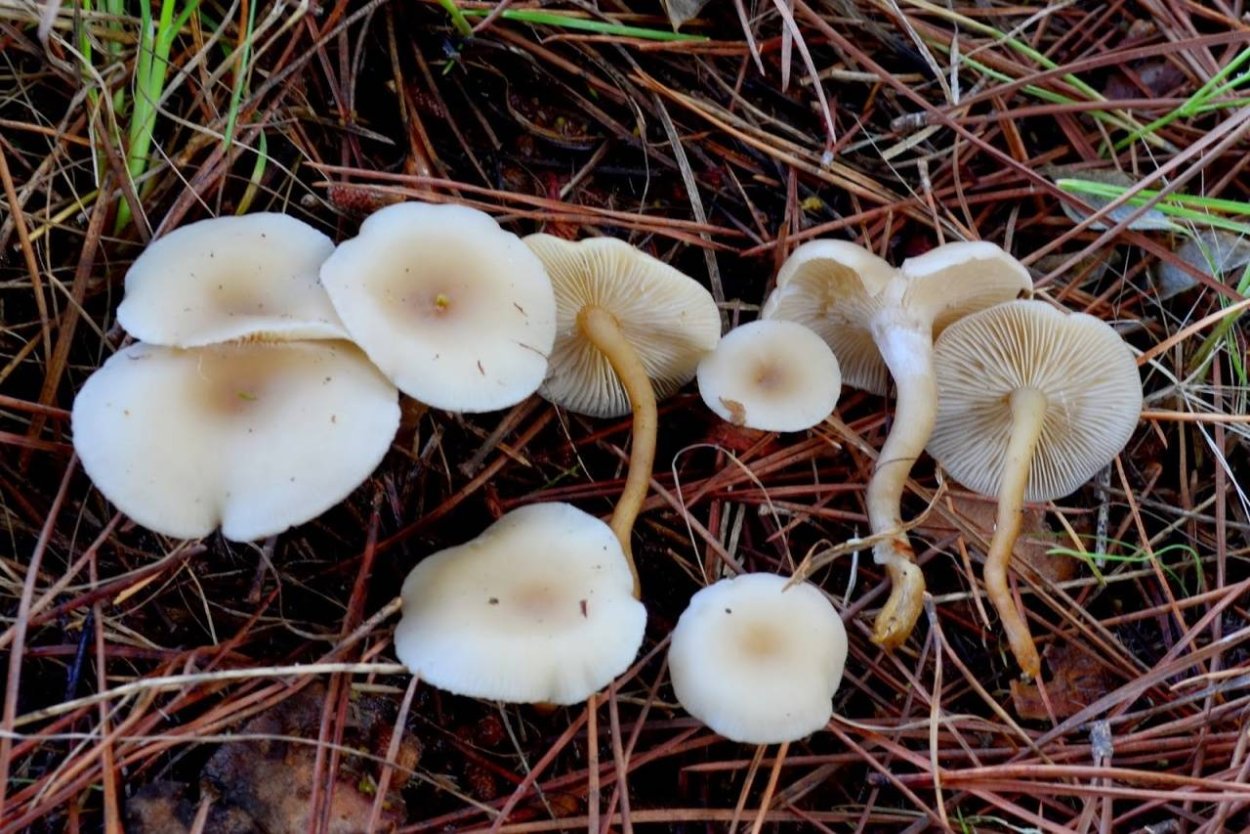 Говорушка ворончатая (Clitocybe Gibba)