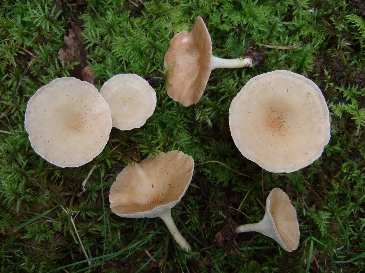 Лисичка горбатая Cantharellula umbonata