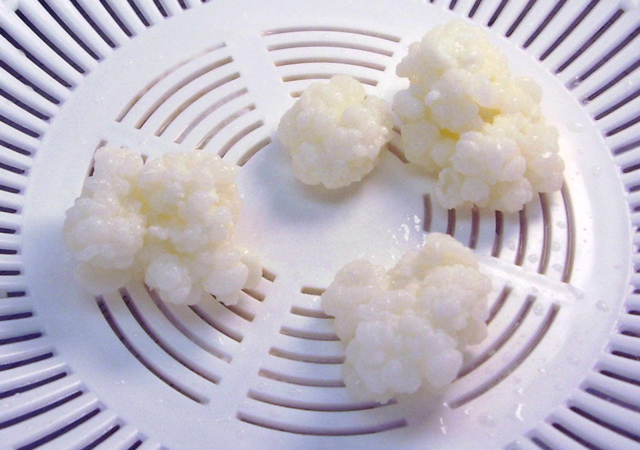 Кефирный грибок