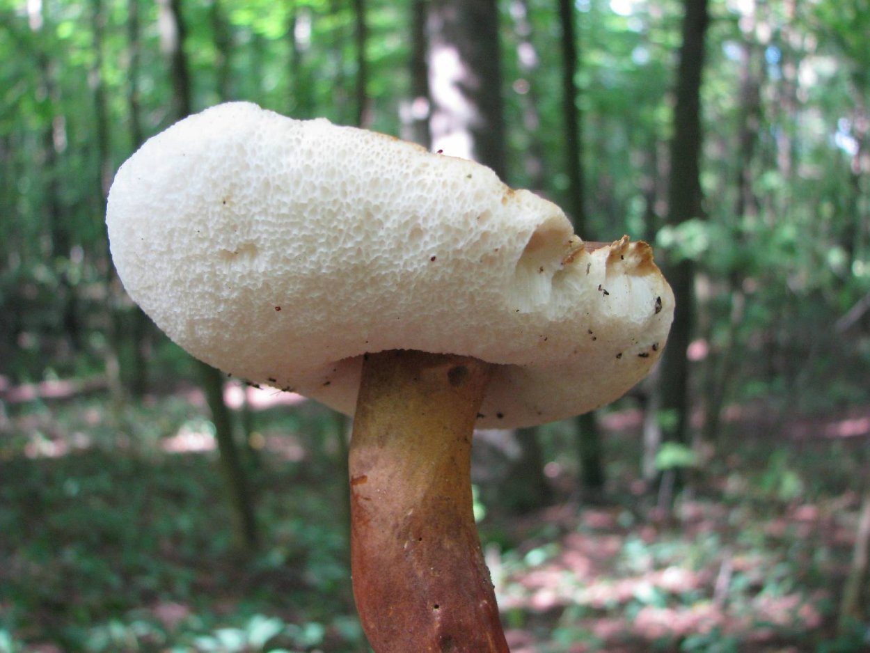 Гиропорус каштановый Gyroporus castaneus