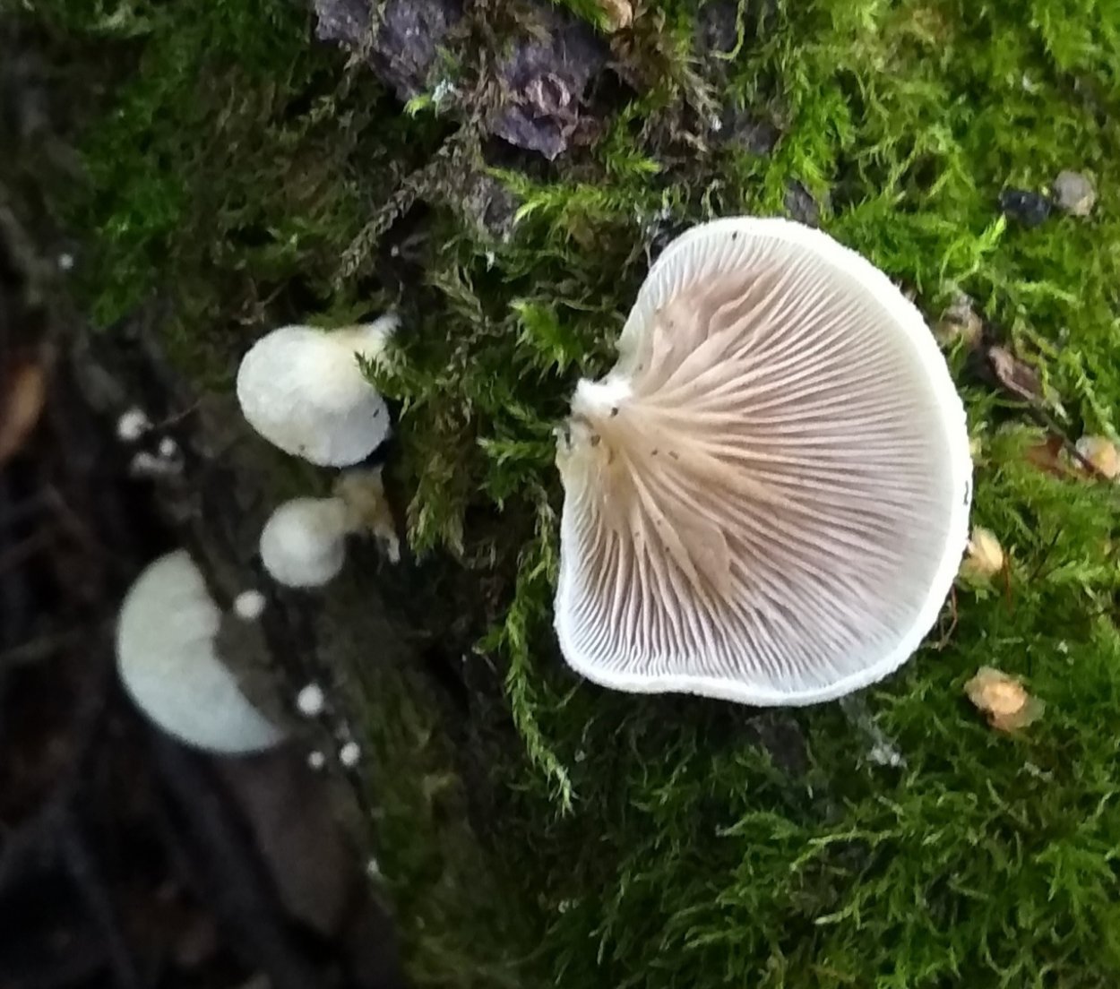 Грибы дождевик (Lycoperdon pyriforme)