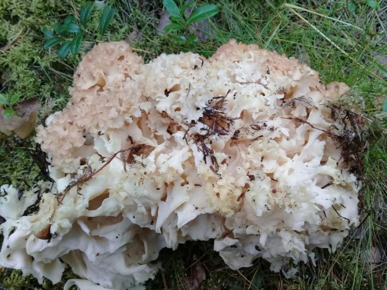 Спарассис курчавый грибная капуста