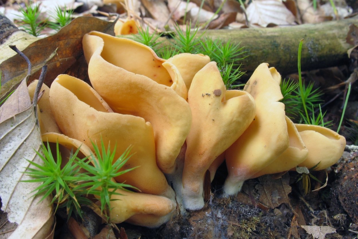 Amethyst Deceiver гриб