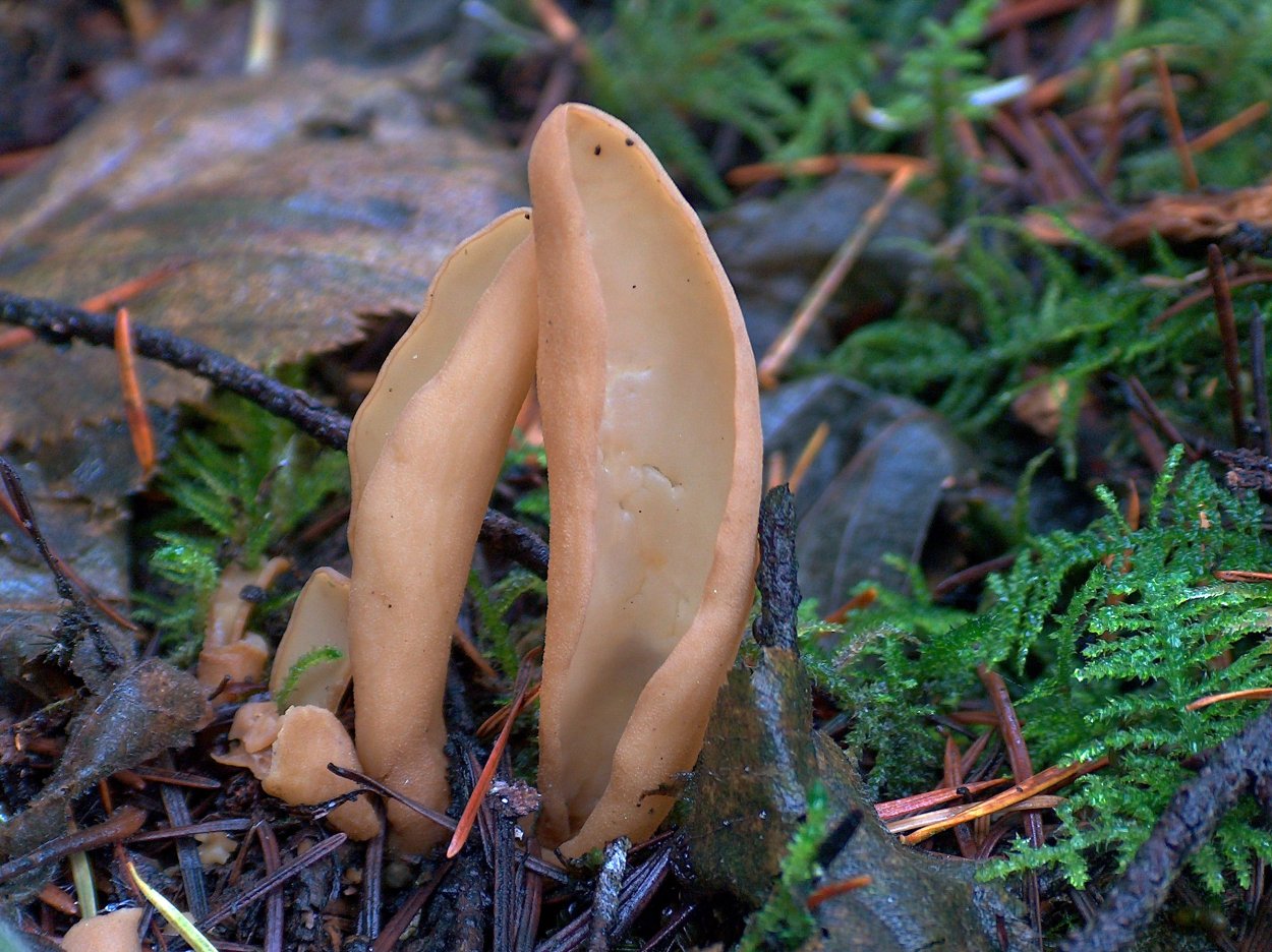 Спарассис курчавый (Sparassis crispa)
