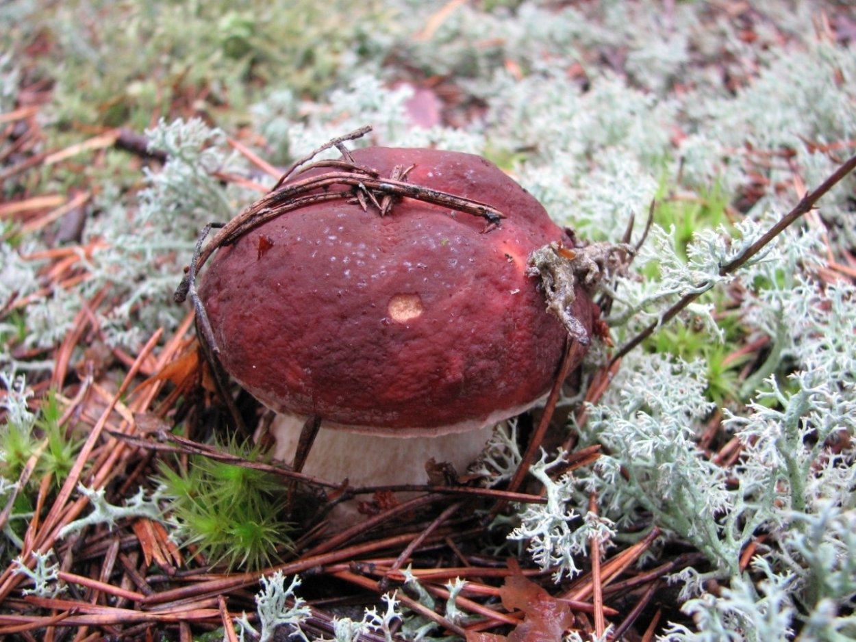 Thelephora_caryophyllea_телефора гвоздичная