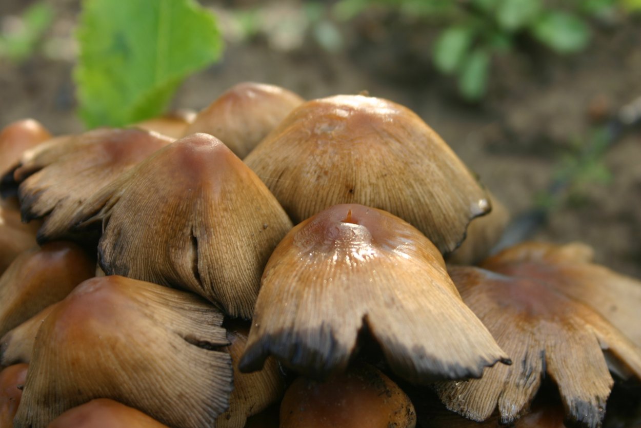 Паутинник коричный (Cortinarius cinnamomeus)
