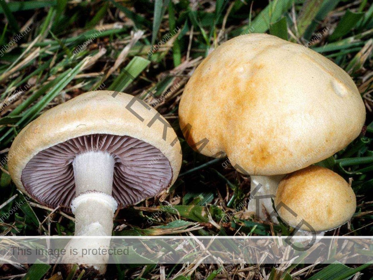 Шампиньон Луговой Agaricus Campestris