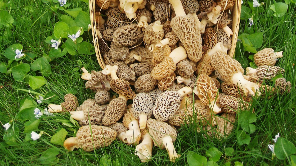 Сморчки в корзине