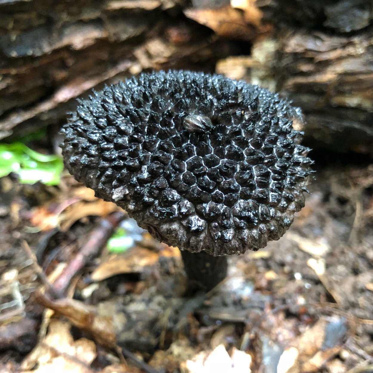 Шишкогриб хлопьеножковый Strobilomyces floccopus