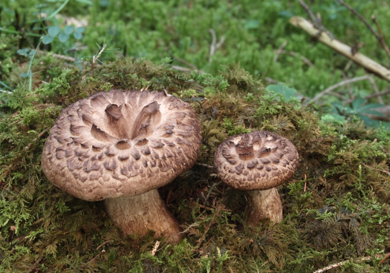 Шишкогриб хлопьеножковый Strobilomyces floccopus