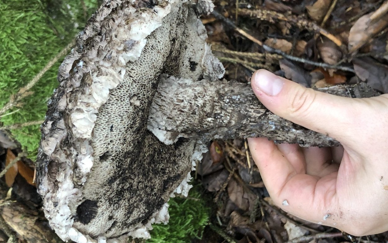 Strobilomyces strobilaceus